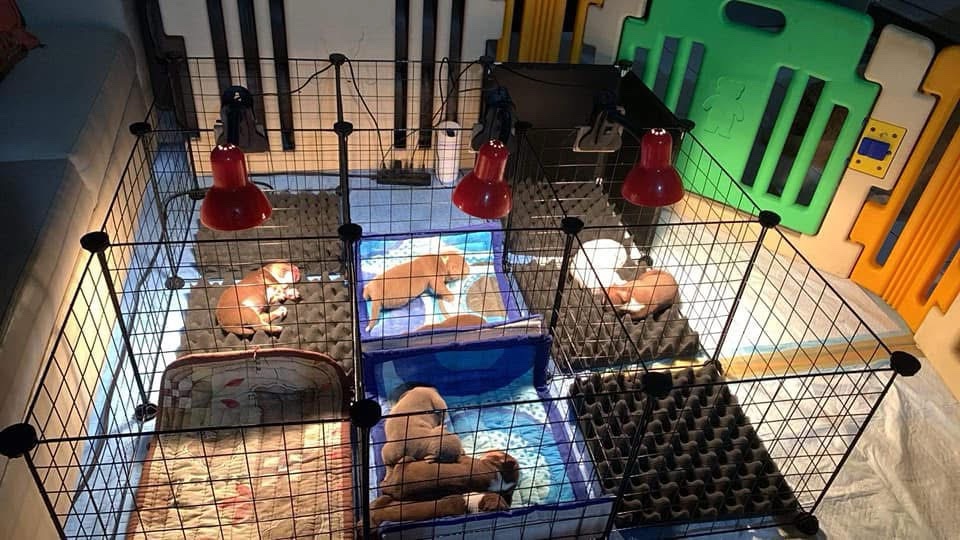 Puppies socializing in a spacious, clean indoor daycare play area