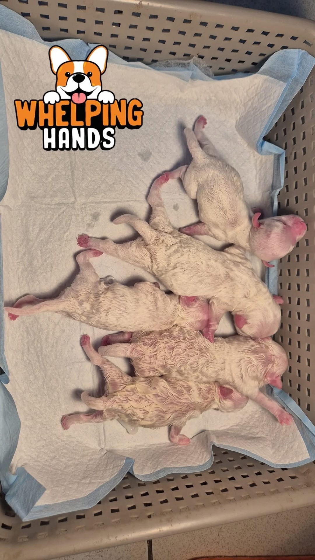 Newborn puppy resting inside a professional veterinary incubator
